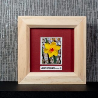 Yellow Daffodil with Orange Centre, framed photograph with optional message including “Just because….” by Pictures2Mixtures
