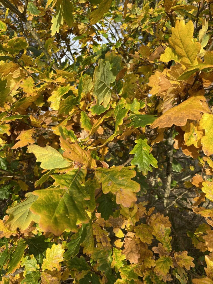 Yellow and green oak leaves