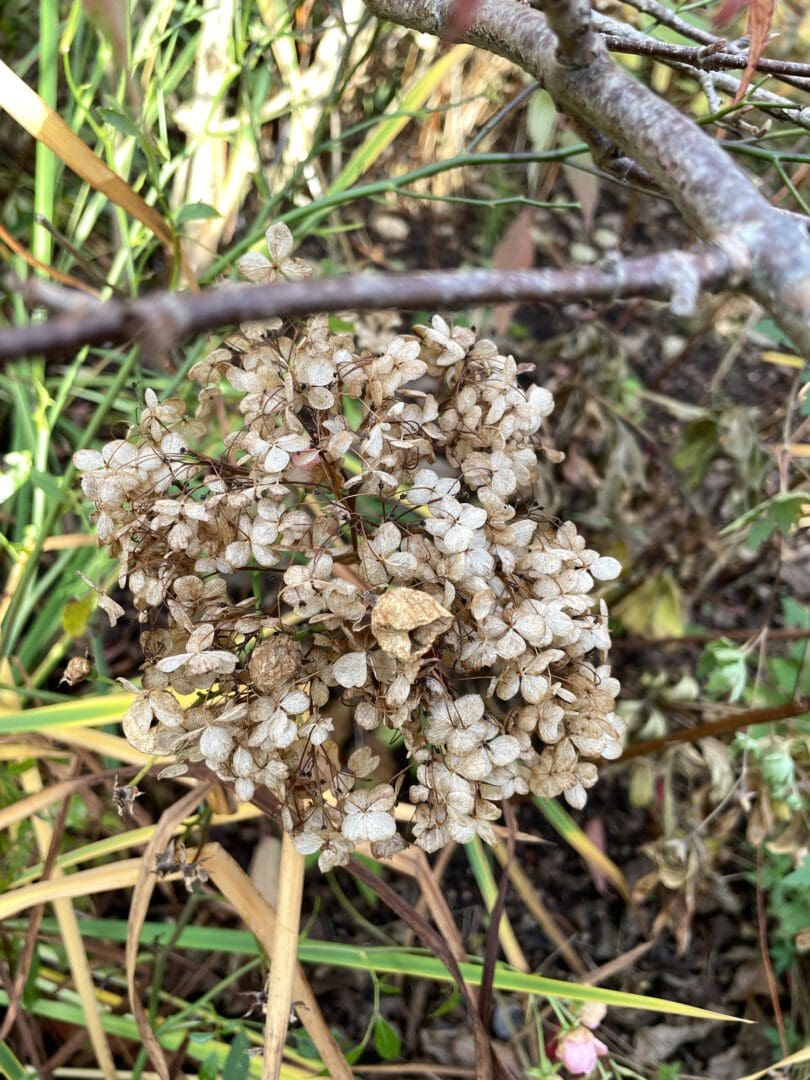 Dried hydrangea flower head