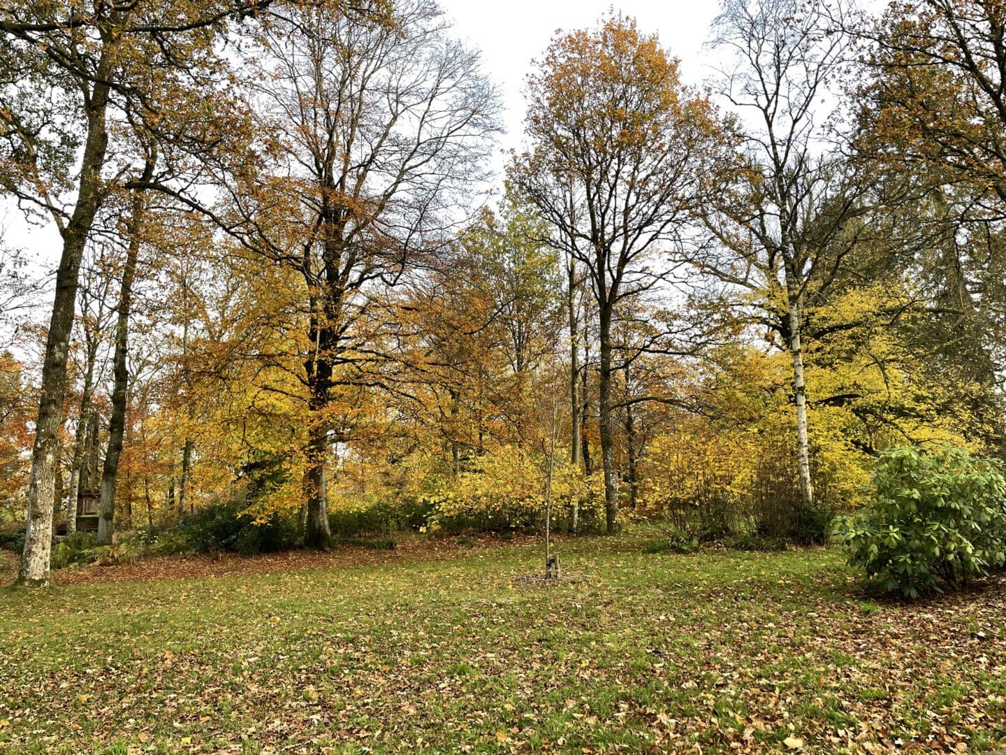 Golden trees in late autumn