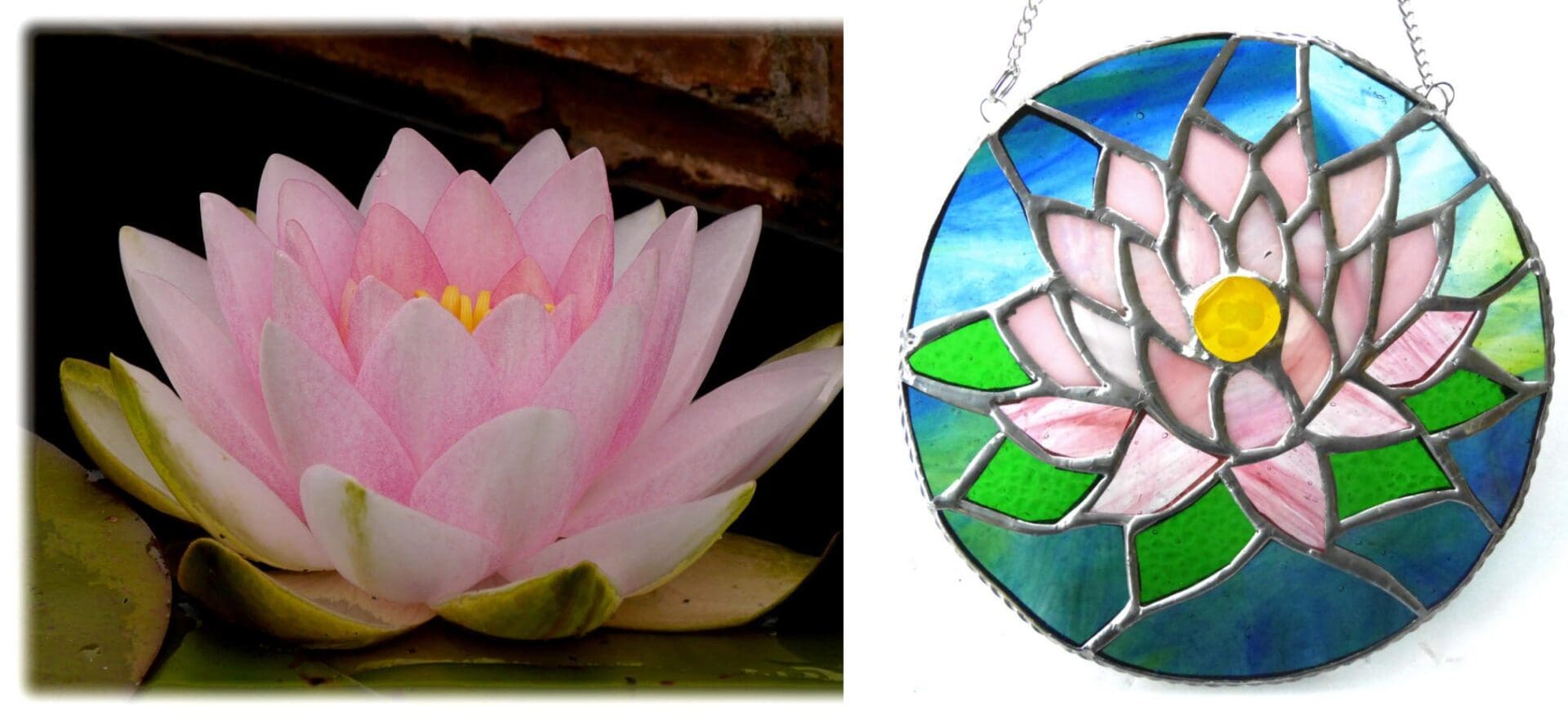My Garden Water Lily
