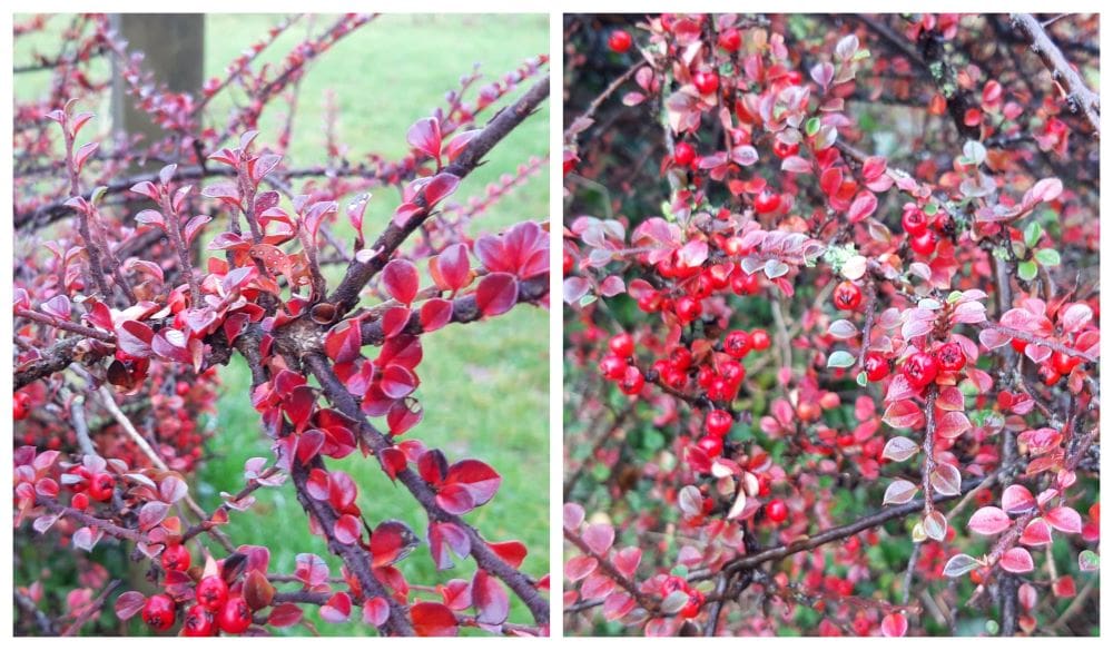 cotoneaster