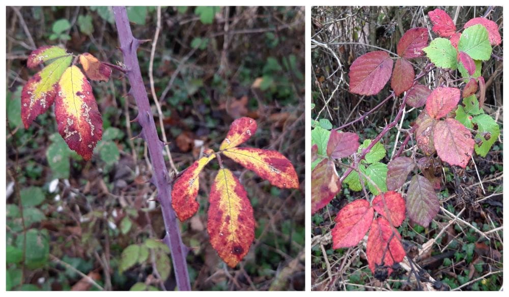 brambles