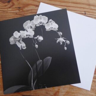 Black and White Orchid Original Photo Blank Greetings Card