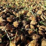 Beech nuts