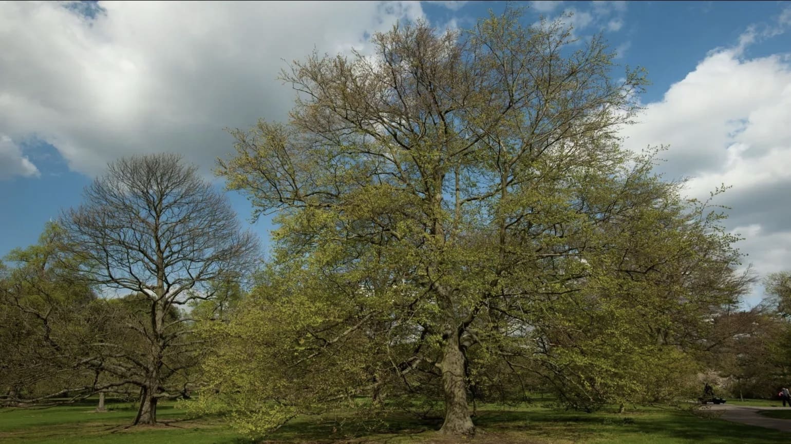 Beech