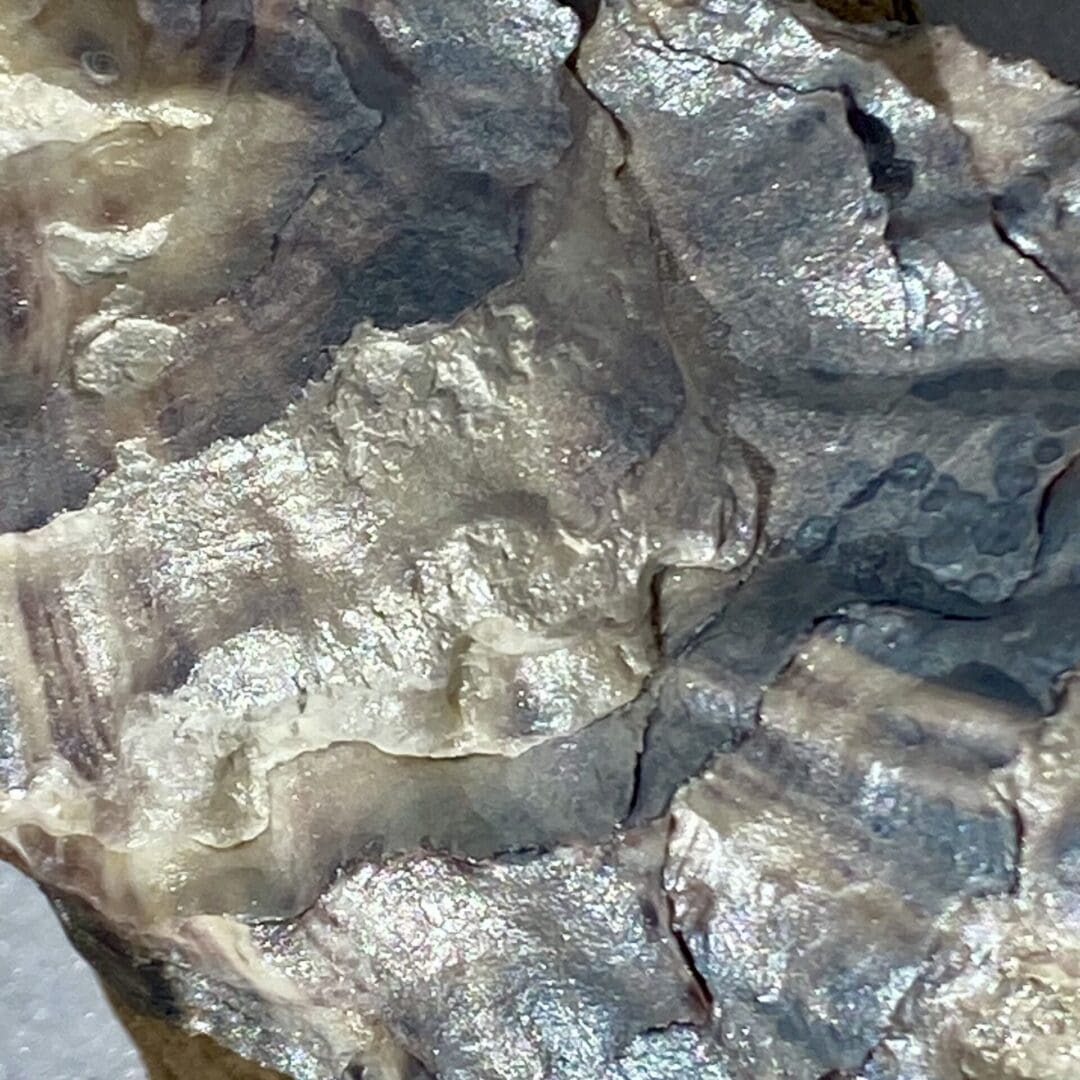 A lovely handcrafted Decoupaged Oyster Shell - Image 4