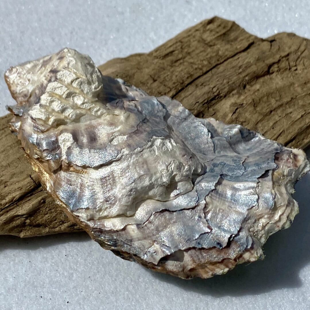 A stunning handcrafted Decoupaged Oyster Shell featuring dark jungle leaves - Image 5