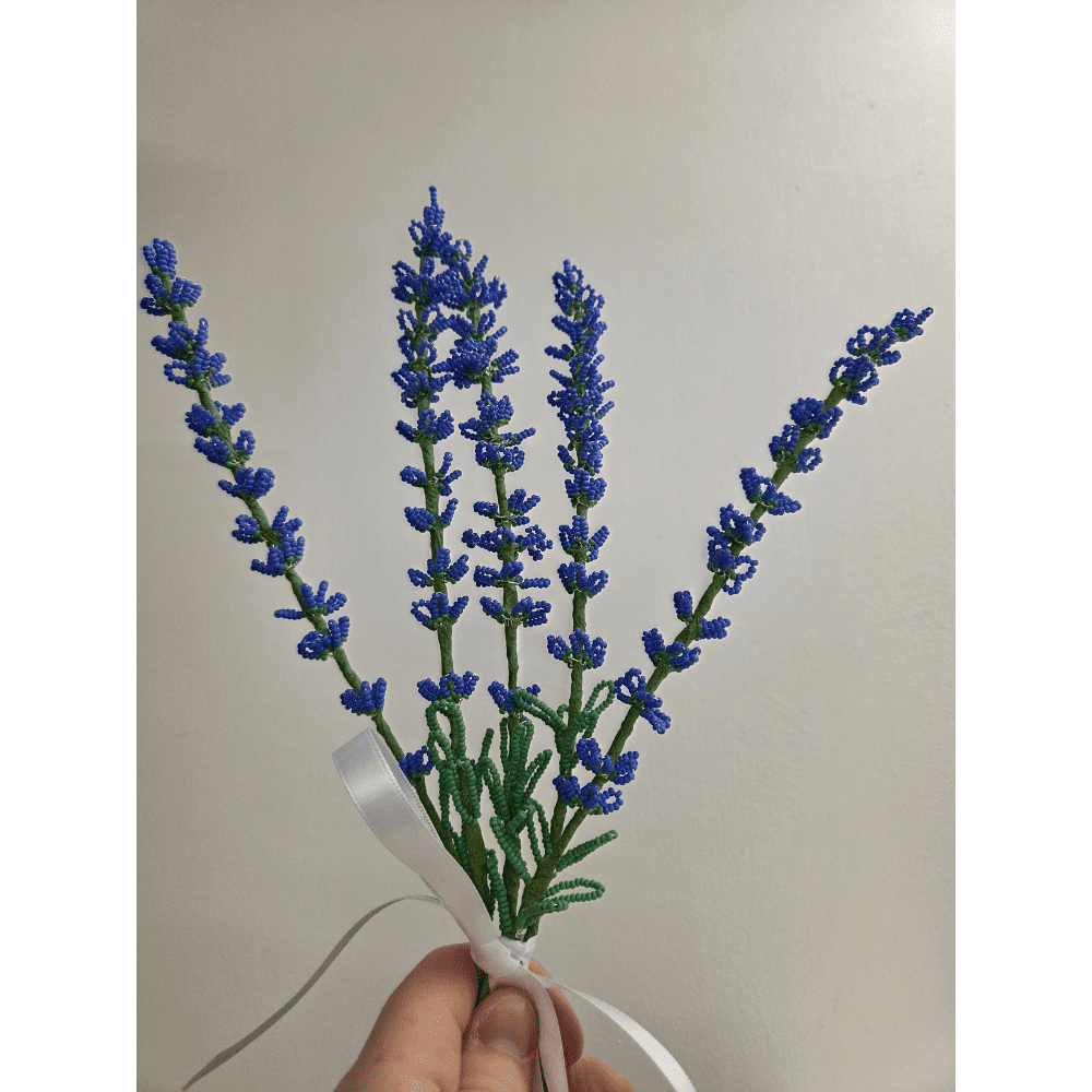 Pictured is 5 stems of french beaded lavender, tied with a white ribbon, being held up against a white background