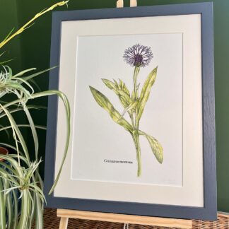 Print of a single stem cornflower in botanical drawing style in a blue frame