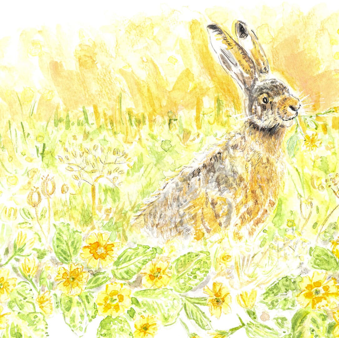 rabbit meadow painting picture primroses nature illustration