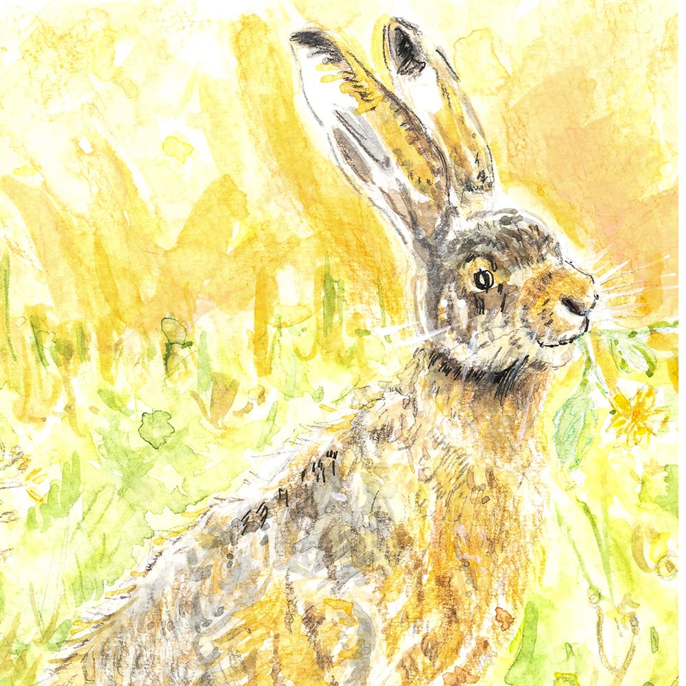 rabbit meadow painting picture primroses nature illustration