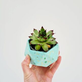 Mint Green Terrazzo Plant Pot: Handmade Jesmonite Succulent Planter