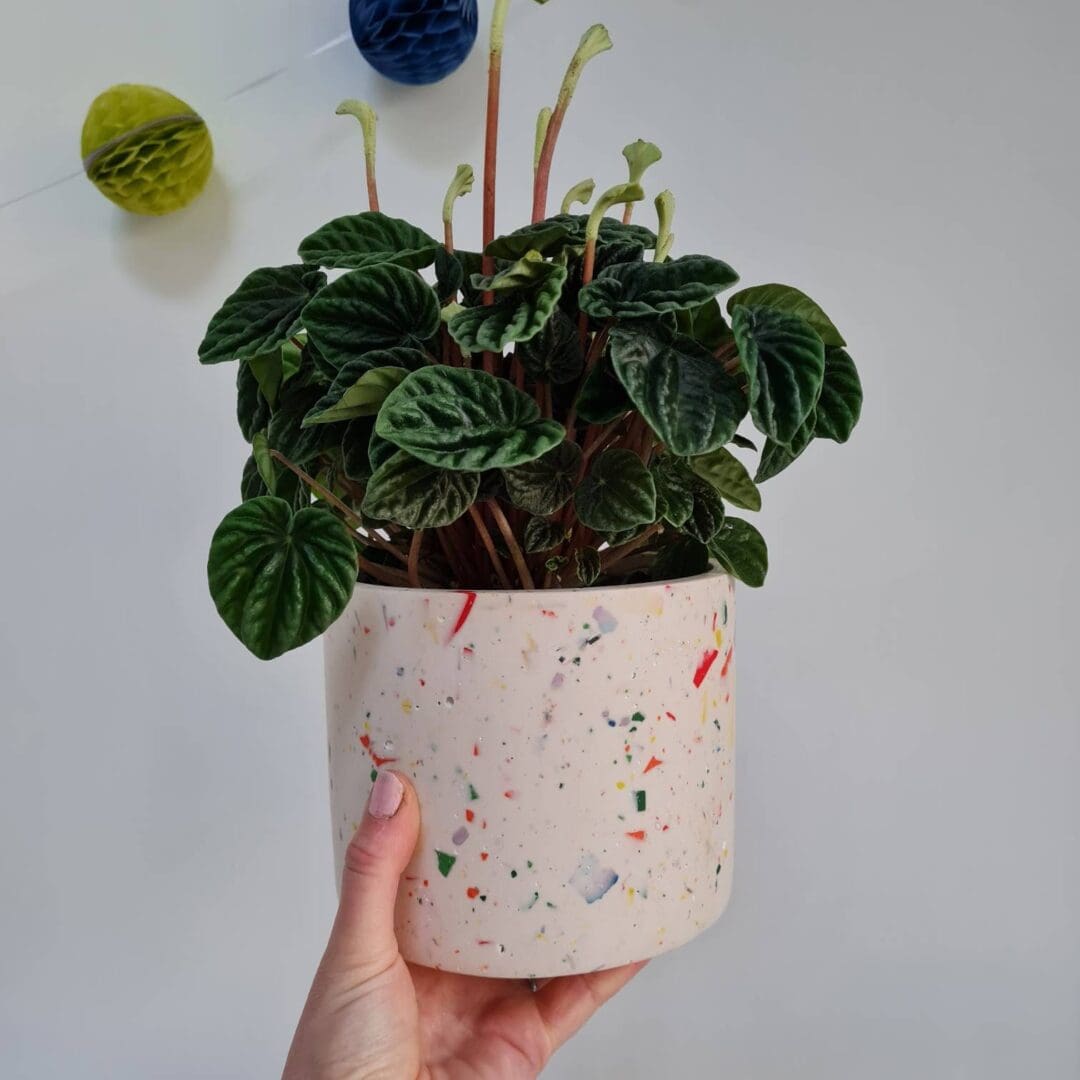 Rainbow Terrazzo Plant Pot: Multi-Coloured Indoor Planter