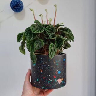 Terrazzo Plant Pot: Black Rainbow Indoor Planter