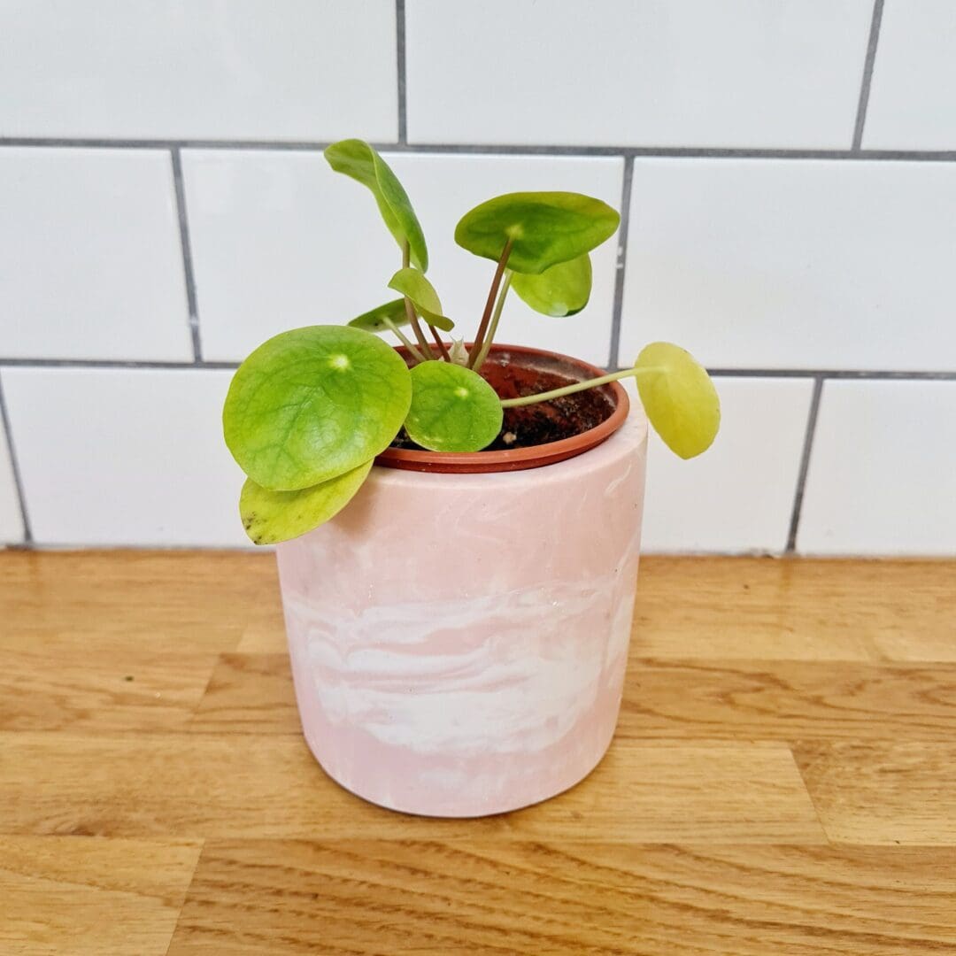 Handmade Blush Pink Marble Plant Pot: Multi-Use Desk Organiser