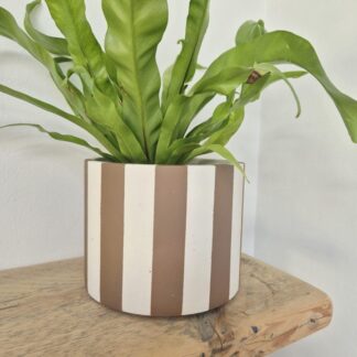 Handcrafted Striped Plant Pot: Taupe & Off-White, Large Indoor Planter