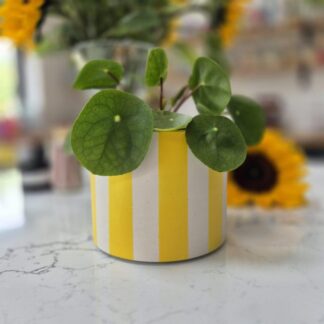 Handcrafted Yellow Striped Plant Pot: Large Indoor Planter