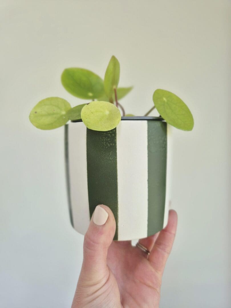 Handmade Green Striped Pot: Multi-Use Planter, Pen and Brush Holder