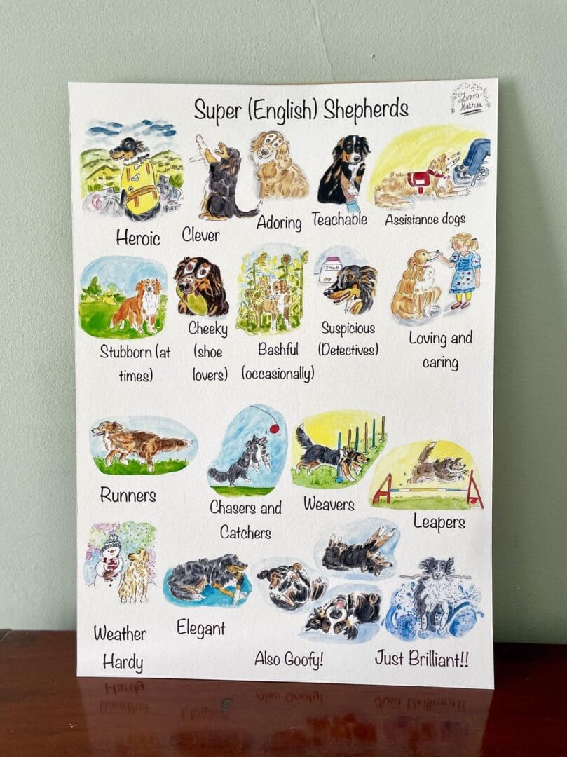 #illustrations #prints #illustratedprints #painting #dogillustration #dogcharacter #dogbehaviour #englishshepherds