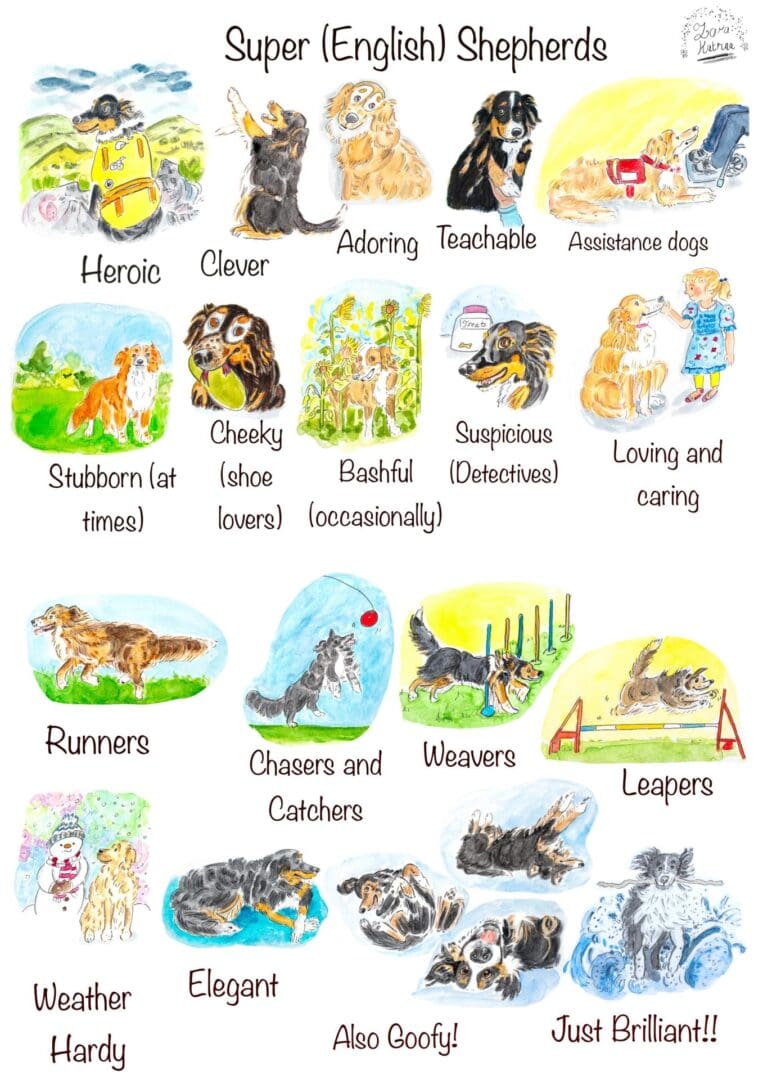 #englishshepherds #englishsheperdcharacter #englishshepherdbreed #dogsillustrated #doghumour #dogcharacter #A3poster