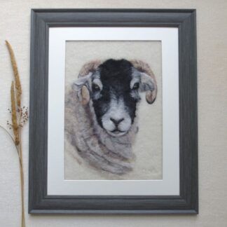 Head and neck of a black and white faced ewe sheep with horns looking directly at the viewer.