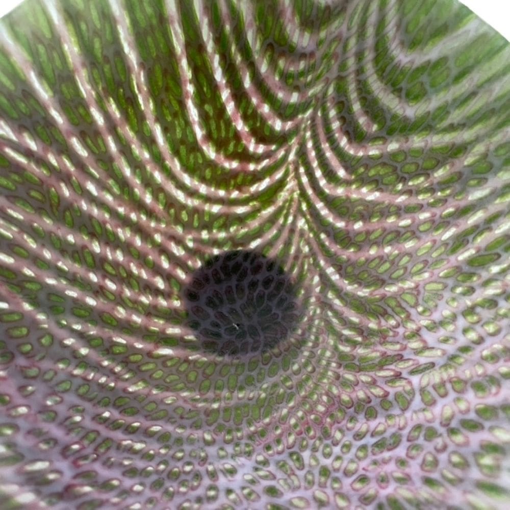 Kiln formed Glass Dropout Bowl Pink and Green - Image 5