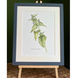 A print of a botanical drawing of a nettle with blue flowers in a blue frame on a stand