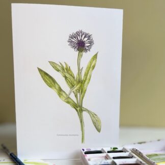 Greetings card with a single stem cornflower on front, standing in front of a box of paints