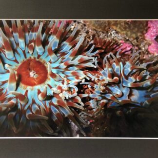 Underwater Dahlia anemone photo print.