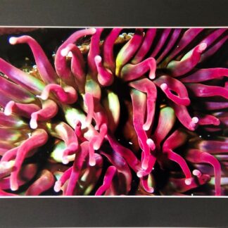 Underwater pink Dahlia anemone photo print
