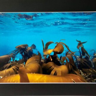 Underwater kelp photo print.