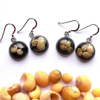 Sunset shell earrings - Shetland islands
