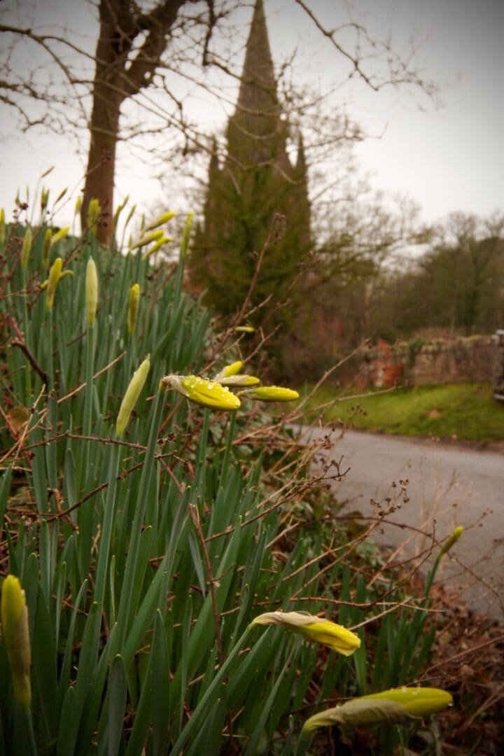 Daffodils almost ready to open on the grass verge approach to a quiet village church