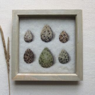 Six bird spotted bird eggs in shades of buff and green.