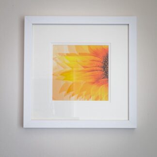 framed photograph multiple exposure of sunflower head bright yellow