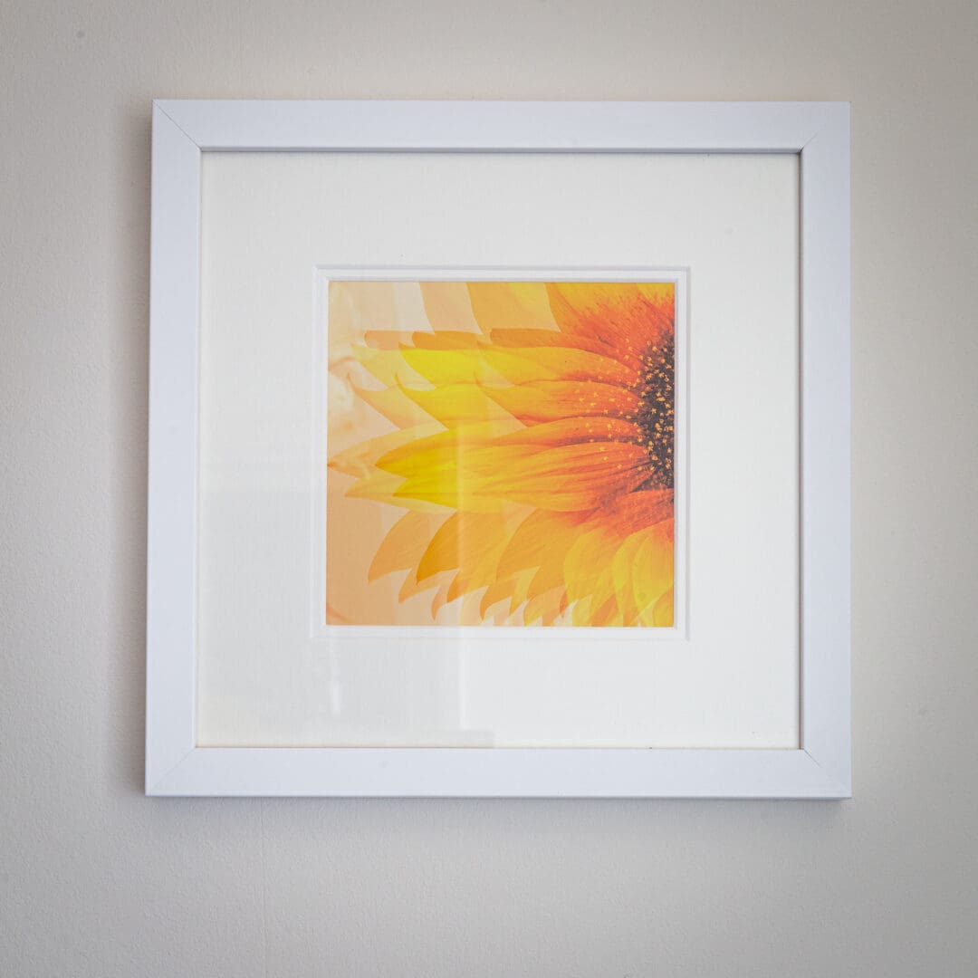 framed photograph multiple exposure of sunflower head bright yellow