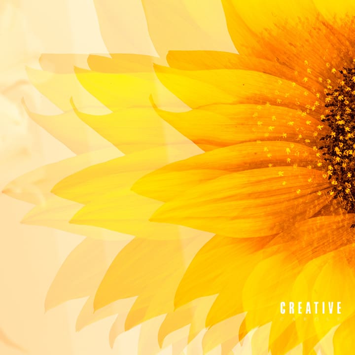 Framed Photograph of Multiple Exposure of Sunflower - Image 3