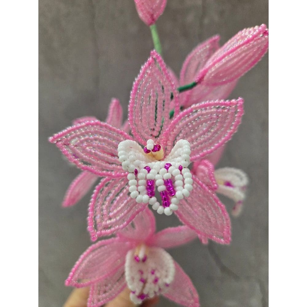 Close up of a pink french beaded orchid