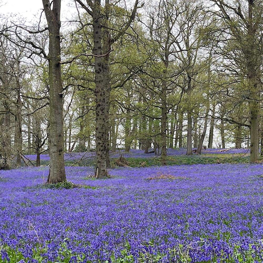 A wood with a thick covering of bluebells in blooms