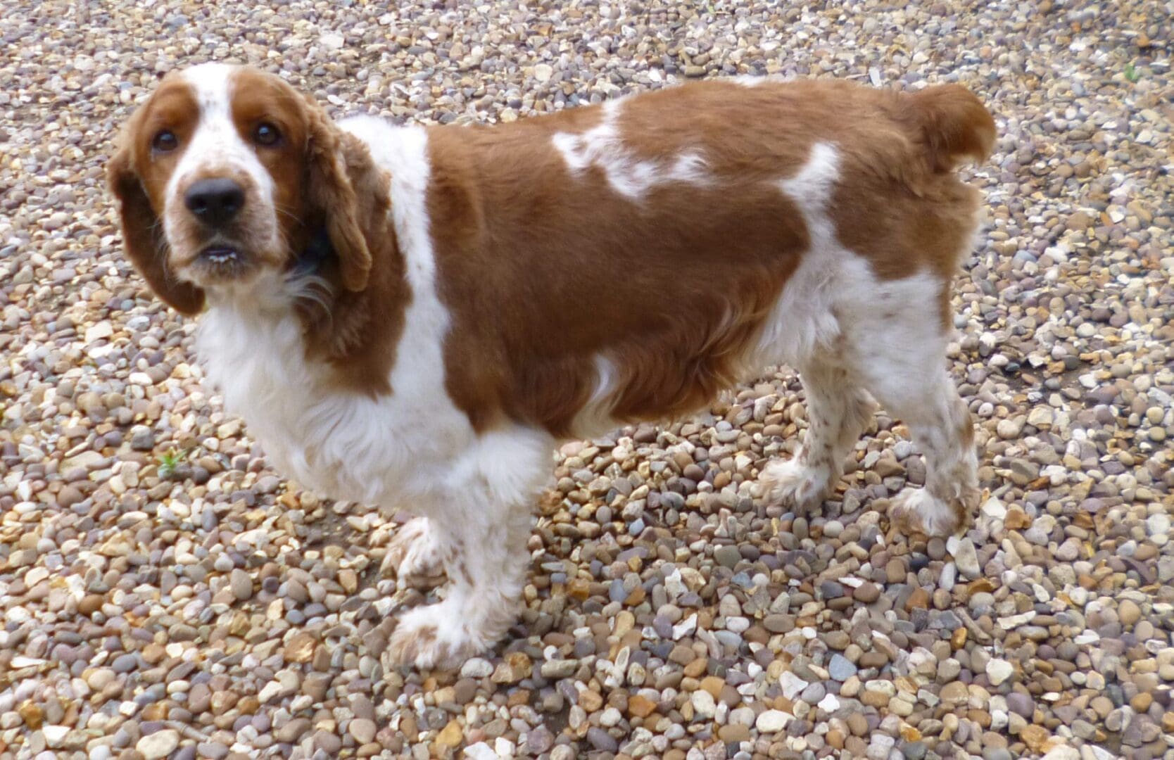 Custom made dog - Image 5